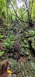 Plants: image 53 Of 208 Thumb